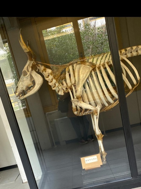 Naughty Veterinarian