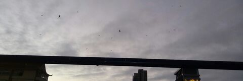 Manuel Vega Orellana